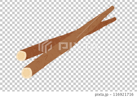 牛蒡手繪風格插畫 116921716