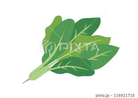 ほうれん草の手描き風イラスト 116921718