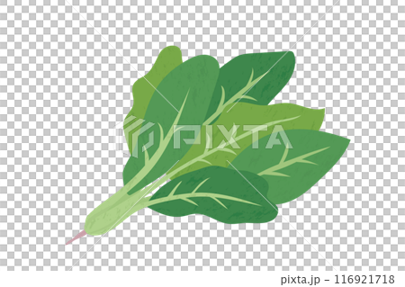 ほうれん草の手描き風イラスト 116921718