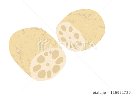 れんこんの手描き風イラスト れんこんの手描き風イラスト 116921729