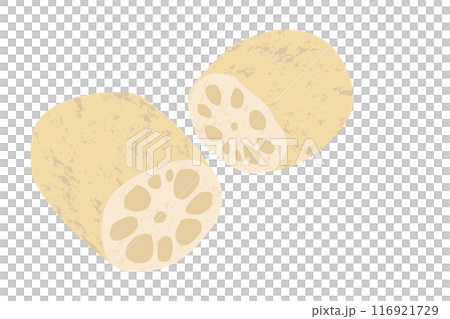 れんこんの手描き風イラスト れんこんの手描き風イラスト 116921729