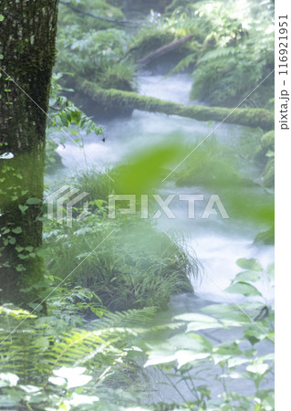 森の清流に光芒が差し込む風景　大山木谷沢渓流 116921951