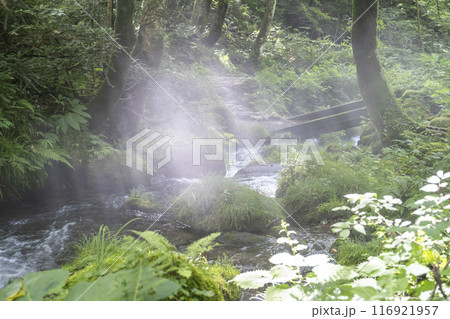 森の清流に光芒が差し込む風景 大山木谷沢渓流 森の清流に光芒が差し込む風景 大山木谷沢渓流 116921957