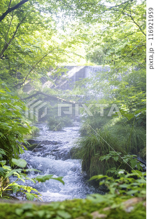 森の清流に光芒が差し込む風景 大山木谷沢渓流 森の清流に光芒が差し込む風景 大山木谷沢渓流 116921959