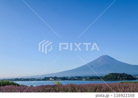 山梨県河口湖と富士山 山梨県河口湖と富士山 116922108