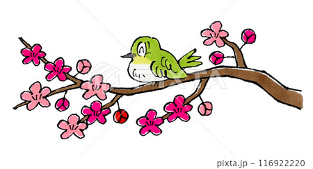 梅の枝にとまるメジロ 梅の枝にとまるメジロ 116922220