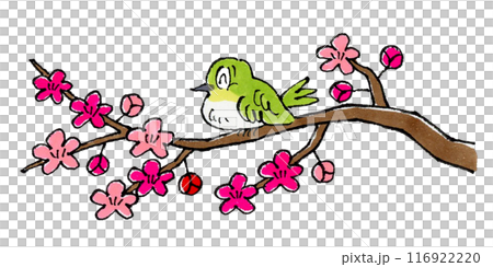 梅の枝にとまるメジロ 梅の枝にとまるメジロ 116922220