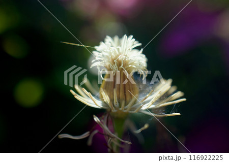 受粉、種子、蜘蛛の糸の輝き。クレマチス「さぬき王妃」。花言葉は「精神の美」「甘い束縛」。 116922225