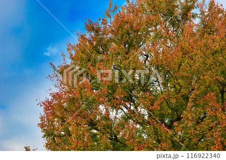 皇居 乾通りの美しい紅葉と青空(東京都千代田区) 皇居 乾通りの美しい紅葉と青空(東京都千代田区) 116922340