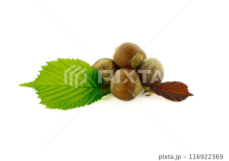 Hazelnuts and hazel leaves isolated on white Hazelnuts and hazel leaves isolated on white 116922369