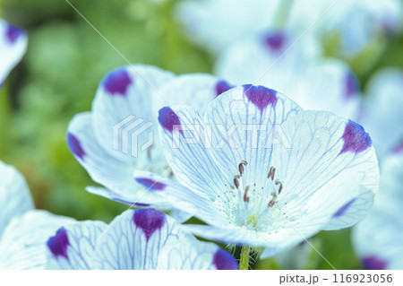 白いネモフィラの花 116923056