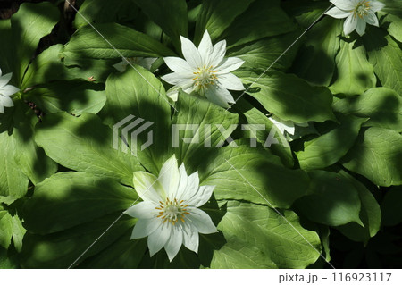 栂池自然園に咲く大輪のキヌガサソウ 栂池自然園に咲く大輪のキヌガサソウ 116923117