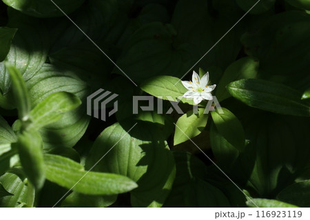 太陽の光を浴びて咲く栂池自然園のツマトリソウ 太陽の光を浴びて咲く栂池自然園のツマトリソウ 116923119
