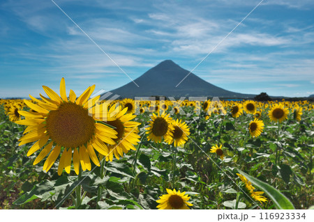 開聞岳とヒマワリ 116923334