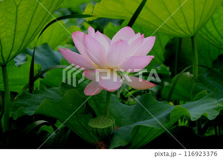 初夏のたより蓮の花 初夏のたより蓮の花 116923376