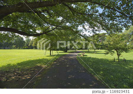 夏の公園の散歩道 夏の公園の散歩道 116923431