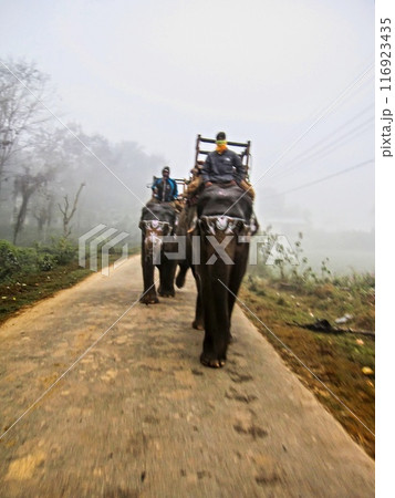 チトワン公園16 116923435