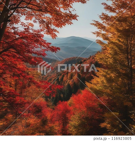 紅葉 紅葉 116923805