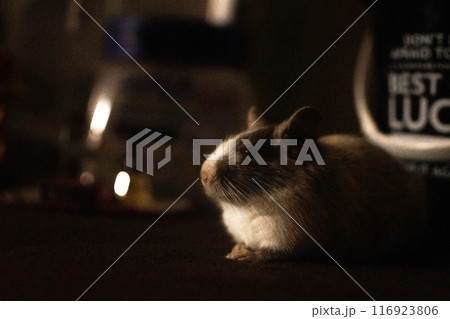 暗闇で光に照らされるデグー 暗闇で光に照らされるデグー 116923806