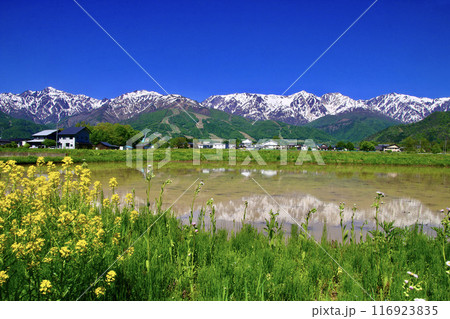 水田と日本アルプス（長野県・白馬村） 116923835