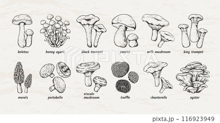 Vintage mushrooms. Truffle, oyster sketch, morel and portobello food fungus, black king porcini and champignon. Sketch style isolated design elements. Vector engraving labels vegetables set Vintage mushrooms. Truffle, oyster sketch, morel and portobello food fungus, black king porcini and champignon. Sketch style isolated design elements. Vector engraving labels vegetables set 116923949
