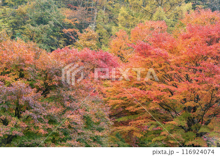 カラフルな紅葉 カラフルな紅葉 116924074