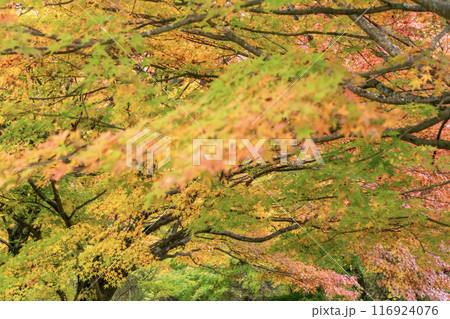 カラフルな紅葉 カラフルな紅葉 116924076
