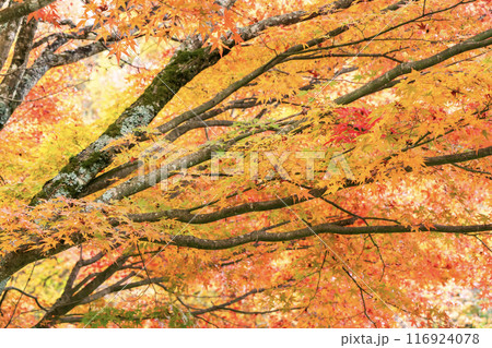 鮮やかな紅葉 鮮やかな紅葉 116924078