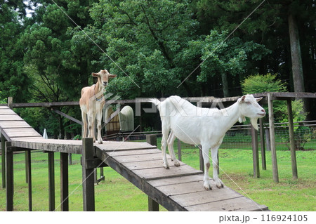 牧場で草を食べる白いヤギ 牧場で草を食べる白いヤギ 116924105