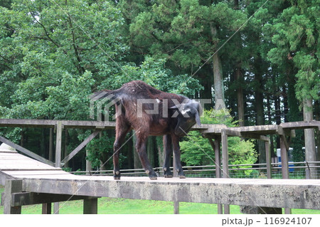 千本松牧場のメーメーランド 116924107