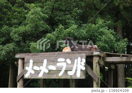 看板の上に乗るやぎ 看板の上に乗るやぎ 116924109
