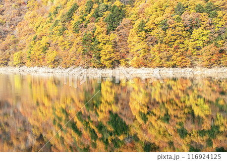 紅葉の秋神ダム貯水池 116924125
