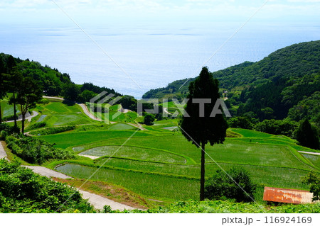 岩首昇竜棚田 116924169