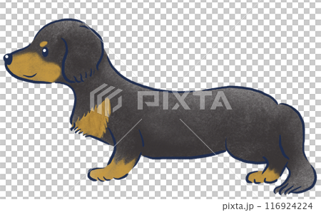 手繪彩色鉛筆插圖,展示了站立的迷你臘腸犬景觀 手繪彩色鉛筆插圖,展示了站立的迷你臘腸犬景觀 116924224