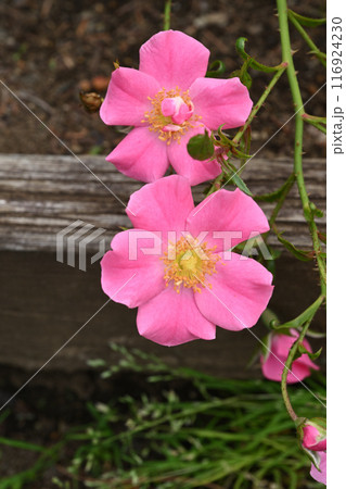 ピンクヘイズ・バラ 116924230