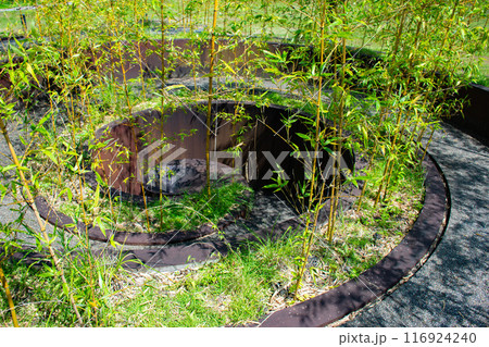 らせん状に植えられた笹 らせん状に植えられた笹 116924240