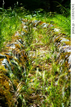 緑に覆われた水路 116924241