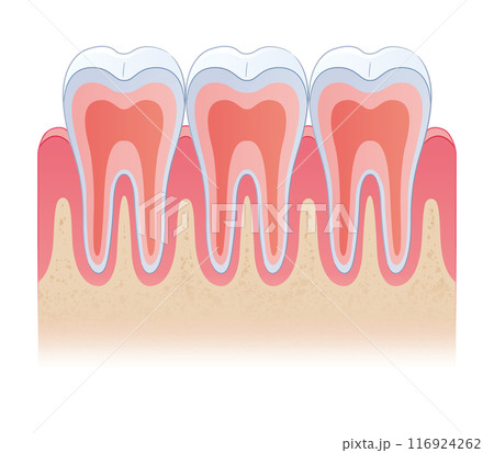 歯の断面 116924262