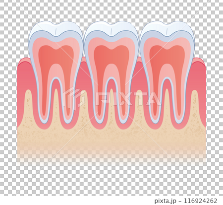 歯の断面 116924262