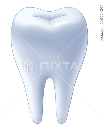 健康な歯 116924264