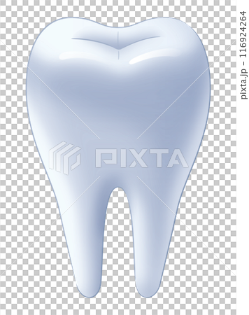 健康な歯 116924264