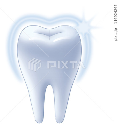健康な歯 健康な歯 116924265