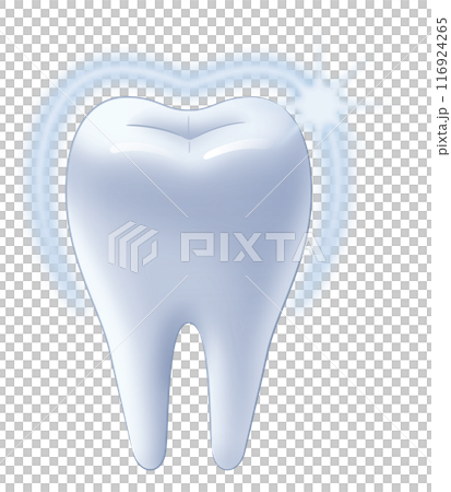 健康な歯 健康な歯 116924265