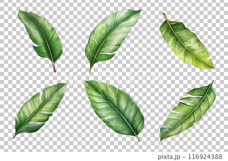 Banana Leaf Collection Bundle Set Isolated on a Transparent Background 116924388