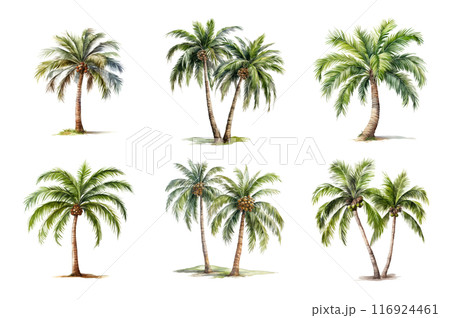 Palm tree Collection Bundle Set Isolated on a Transparent Background 116924461