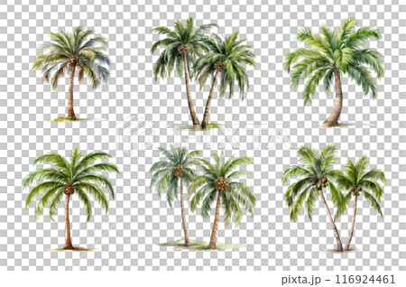 Palm tree Collection Bundle Set Isolated on a Transparent Background 116924461
