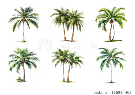 Palm tree Collection Bundle Set Isolated on a Transparent Background 116924462