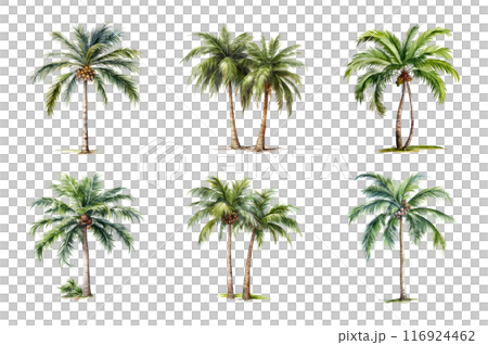Palm tree Collection Bundle Set Isolated on a Transparent Background 116924462