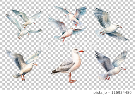 Seagull Collection Bundle Set Isolated on a Transparent Background 116924480