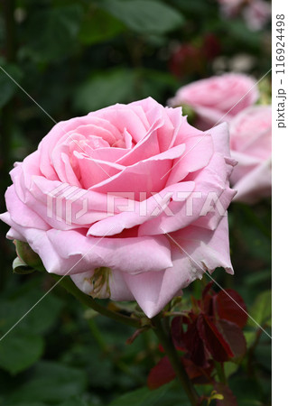 フレデリック・ミストラル 116924498